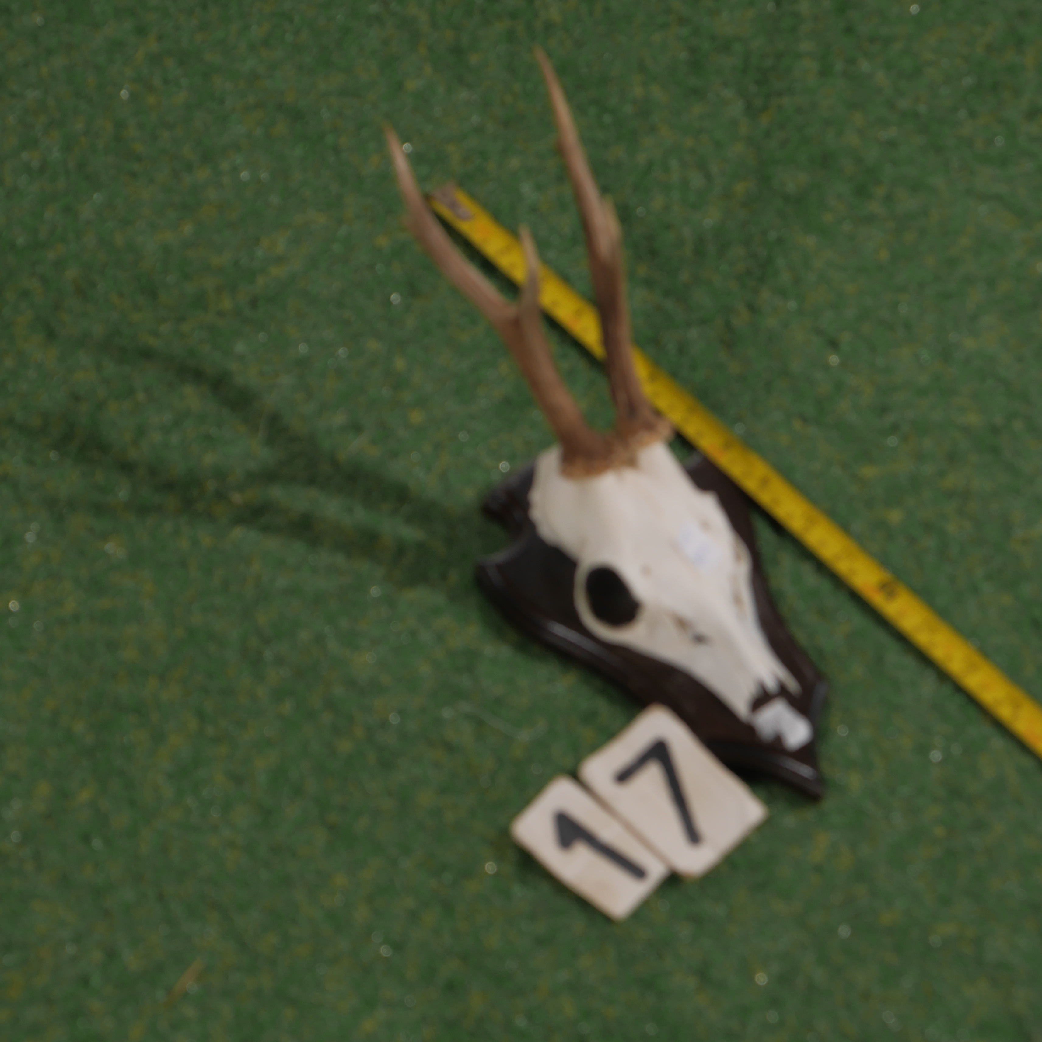 Mounted roe deer antlers (35 cm)