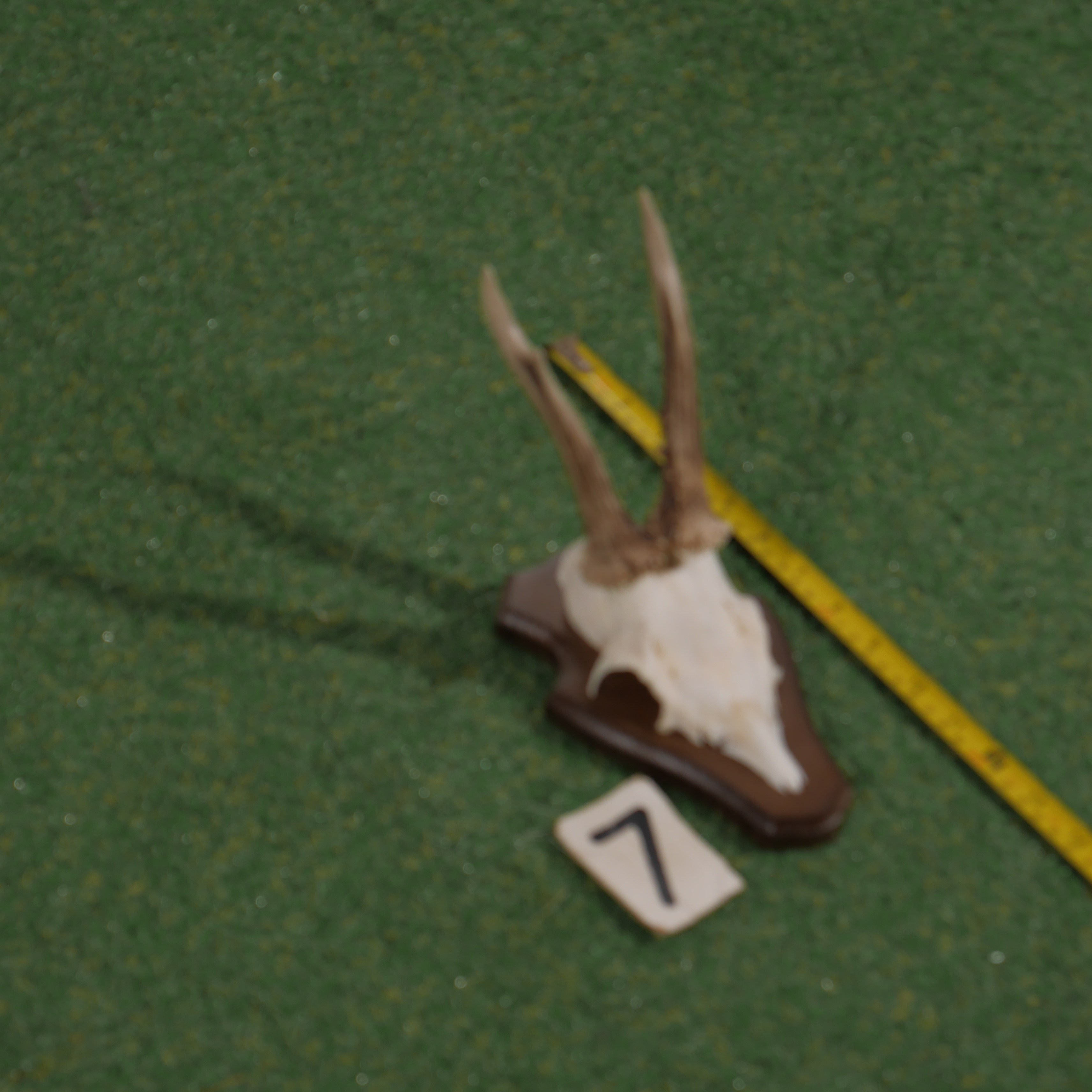 Mounted roe deer antlers (30 cm)