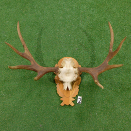 Moose antlers with skull (80 x 110 cm)