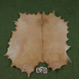 Perkament van damhert (0.64 m²)