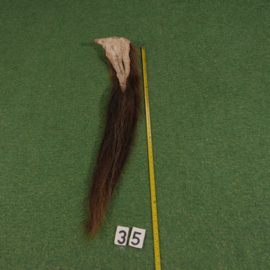 Paardenstaart (100 cm)