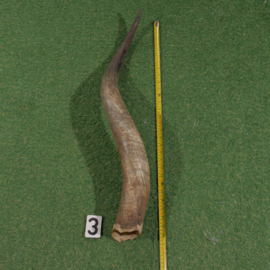 Watusi hoorn (80 cm) ongepolijst.