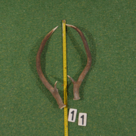 Edelhertgewei (40 cm) setje