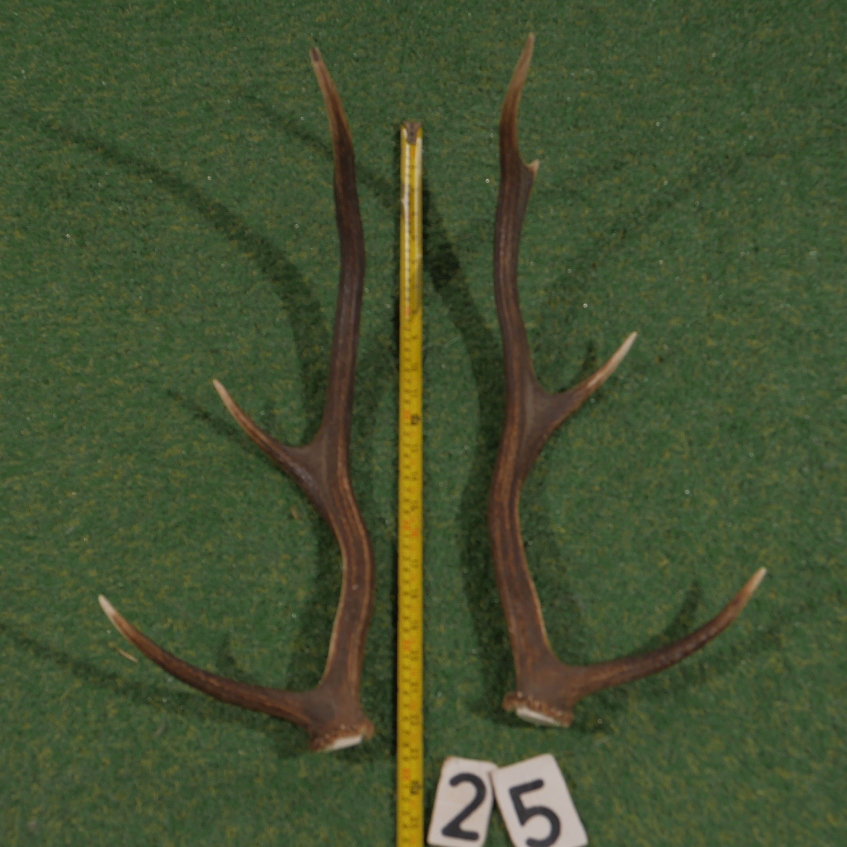 Edelhertgewei (60 cm) setje