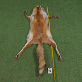 Fox skin (open) 130 cm