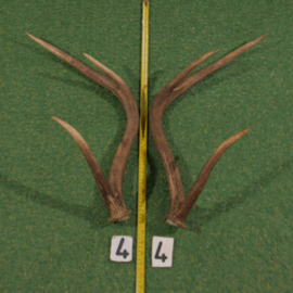 Red deer antlers (70 cm) set
