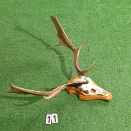 Damhertgewei met schedel (75 x 65 cm)