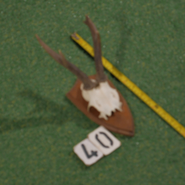 Mounted roe deer antlers (30 cm)