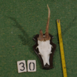 Mounted roe deer antlers (30 cm)