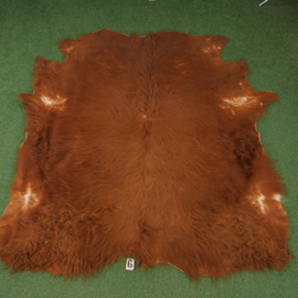 Scottish Highlander hide (200 x 190)