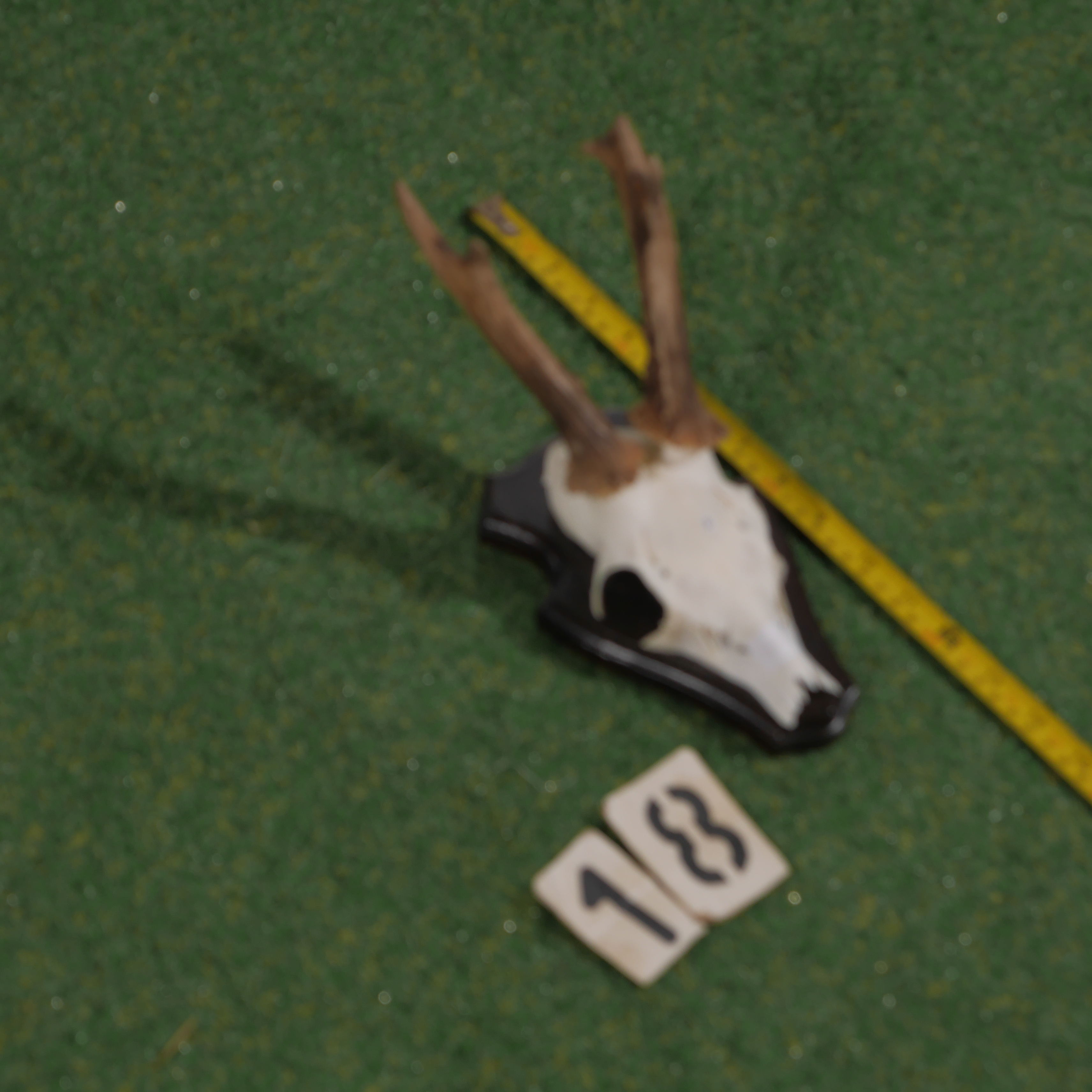 Mounted roe deer antlers (30 cm)