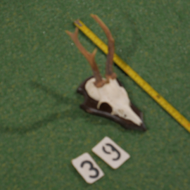 Mounted roe deer antlers (30 cm)