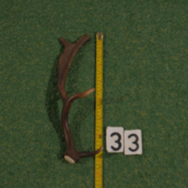 Damhert geweistang (40 cm)