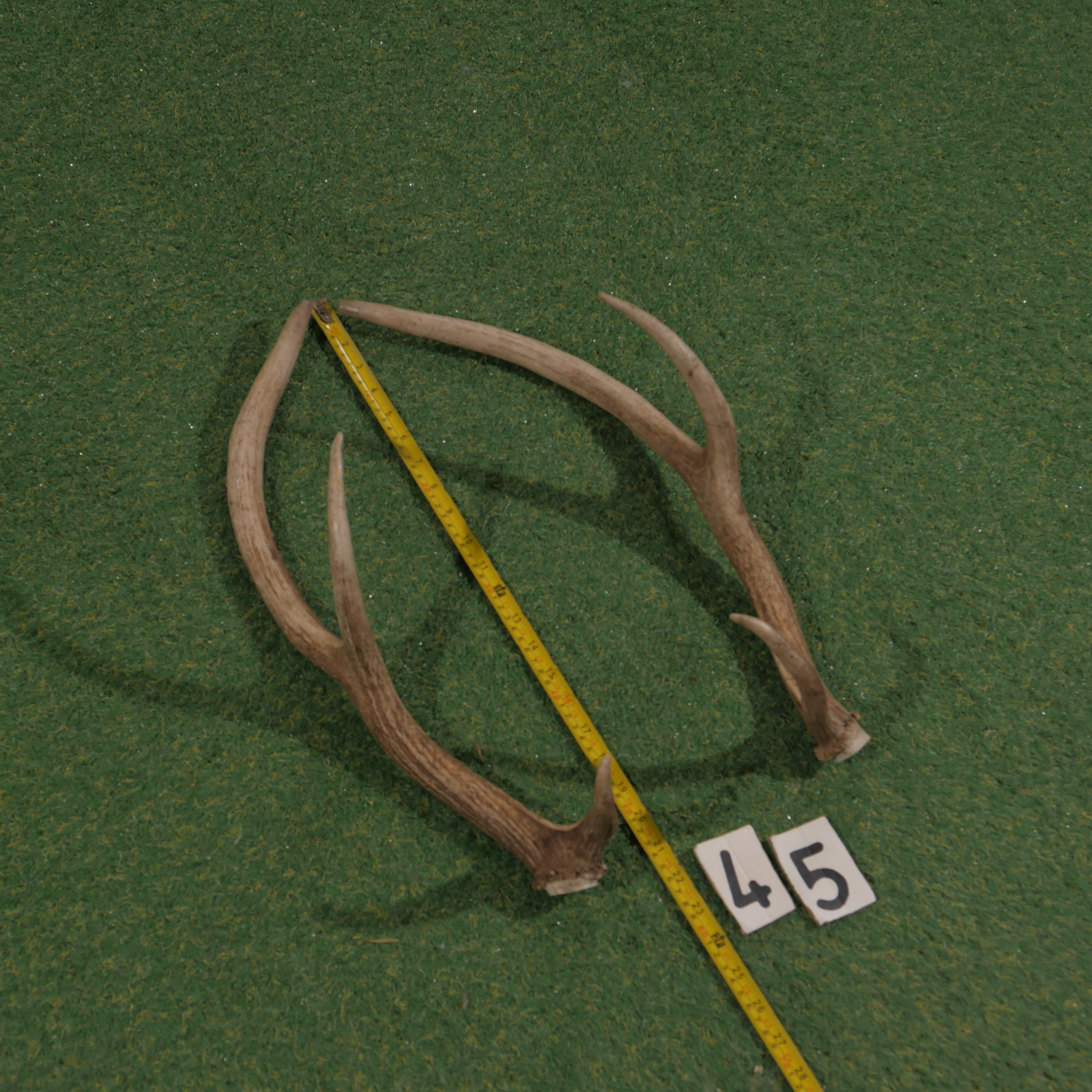 Edelhertgewei (55 cm) setje
