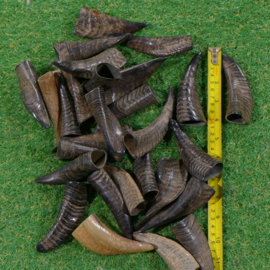 Geitenhoorns (10 cm)