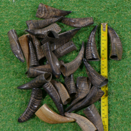 Goat horns (10 cm) various