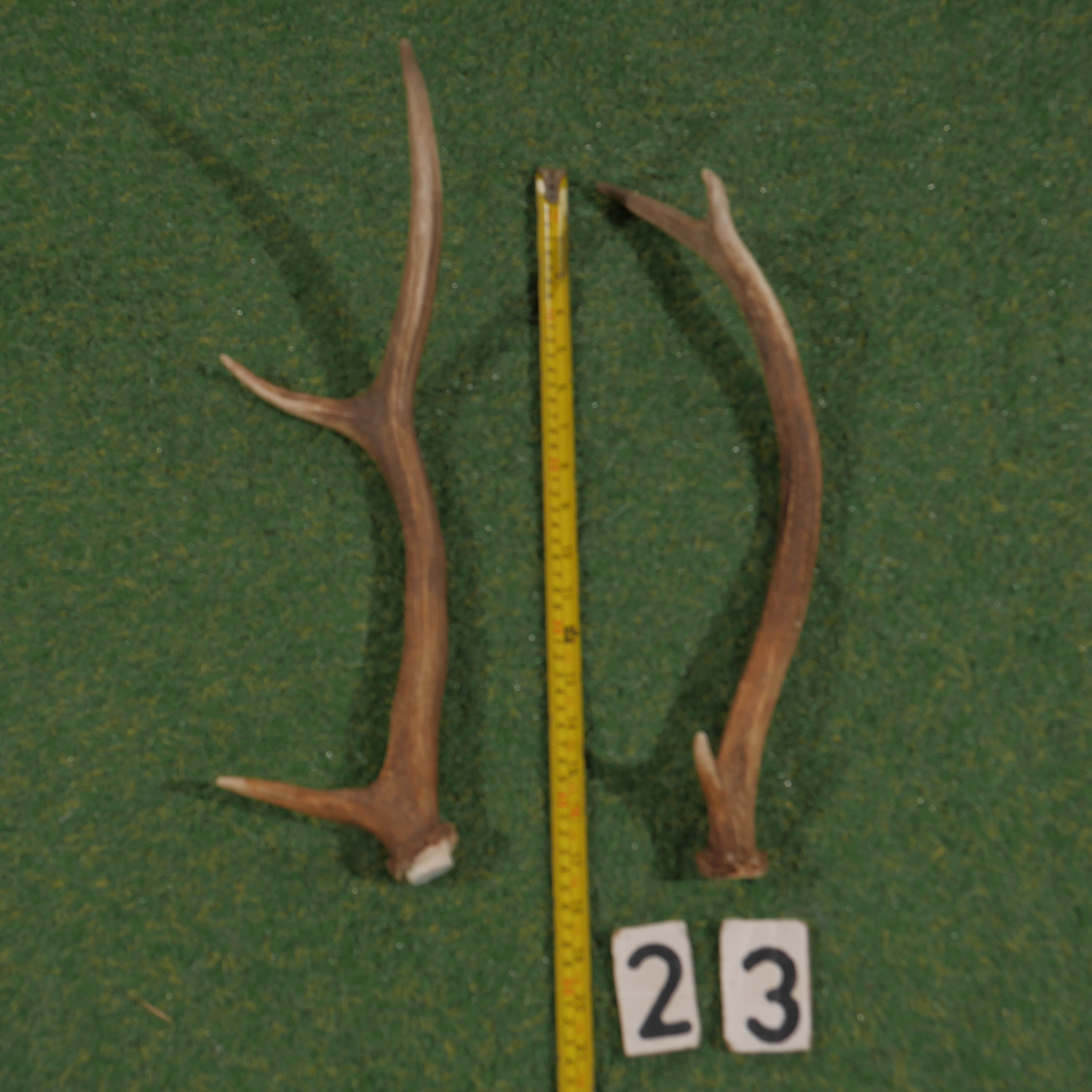 Edelhertgewei (45 cm) setje