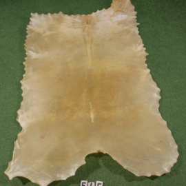 Wild boar parchment / rawhide (2,37 m²)