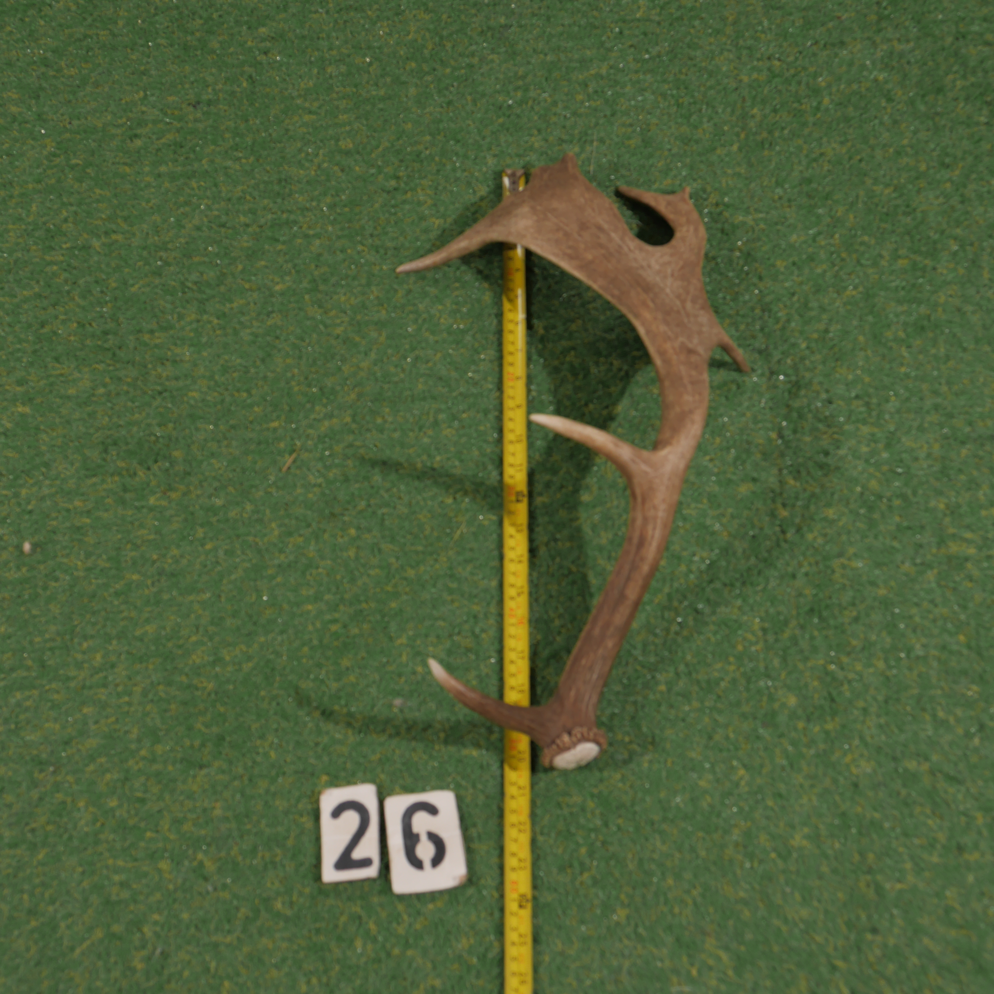 Damhert geweistang (55 cm)