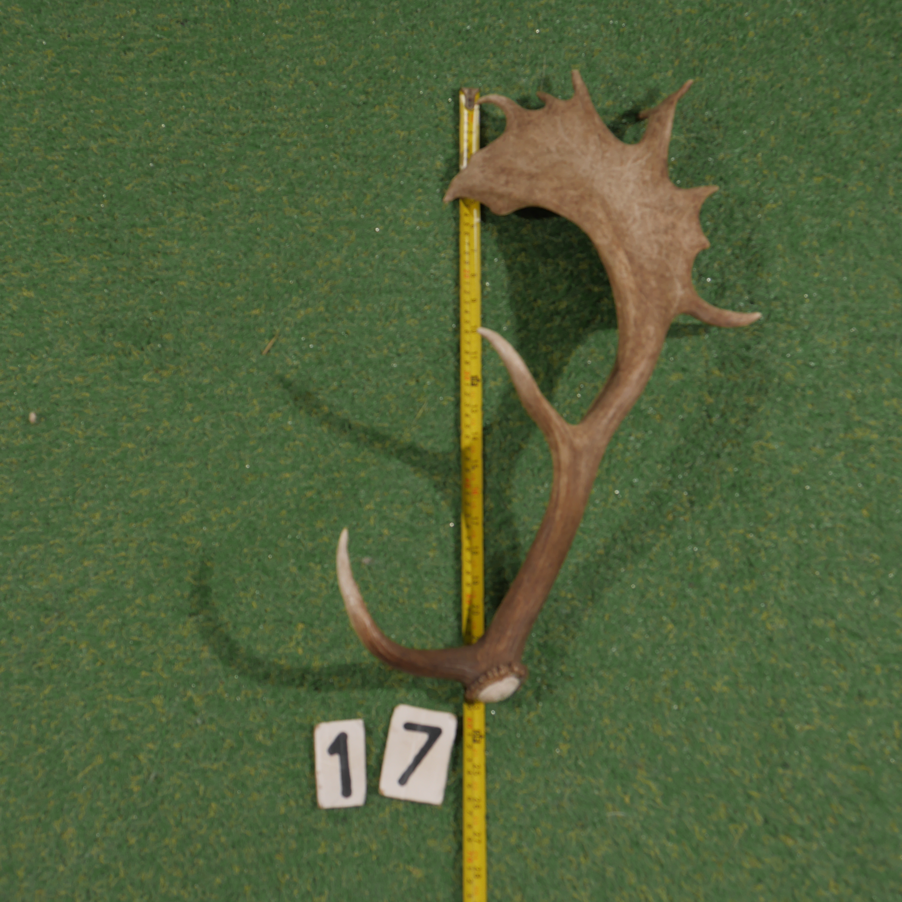 Damhert geweistang (60 cm)