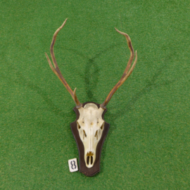 Red deer antlers with skull (85 x 55)
