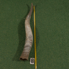 Ruwe hoorn van Watusi ( 85 cm )