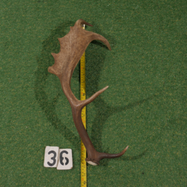 Fallow deer antler (55 cm)