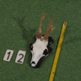 Mounted roe deer antlers (30 cm)