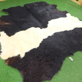 Belted Galloway (215 x 190)