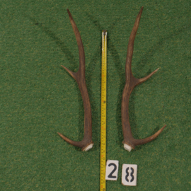 Red deer antler (50 cm) set of two