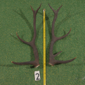 Red deer antlers (55 cm) set