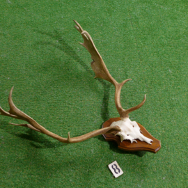 Damhertgewei met schedel (90 x 70 cm)