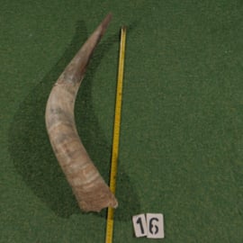 Ruwe hoorn van Watusi ( 75 cm )