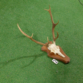 Red deer antlers with skull (70 x 50)