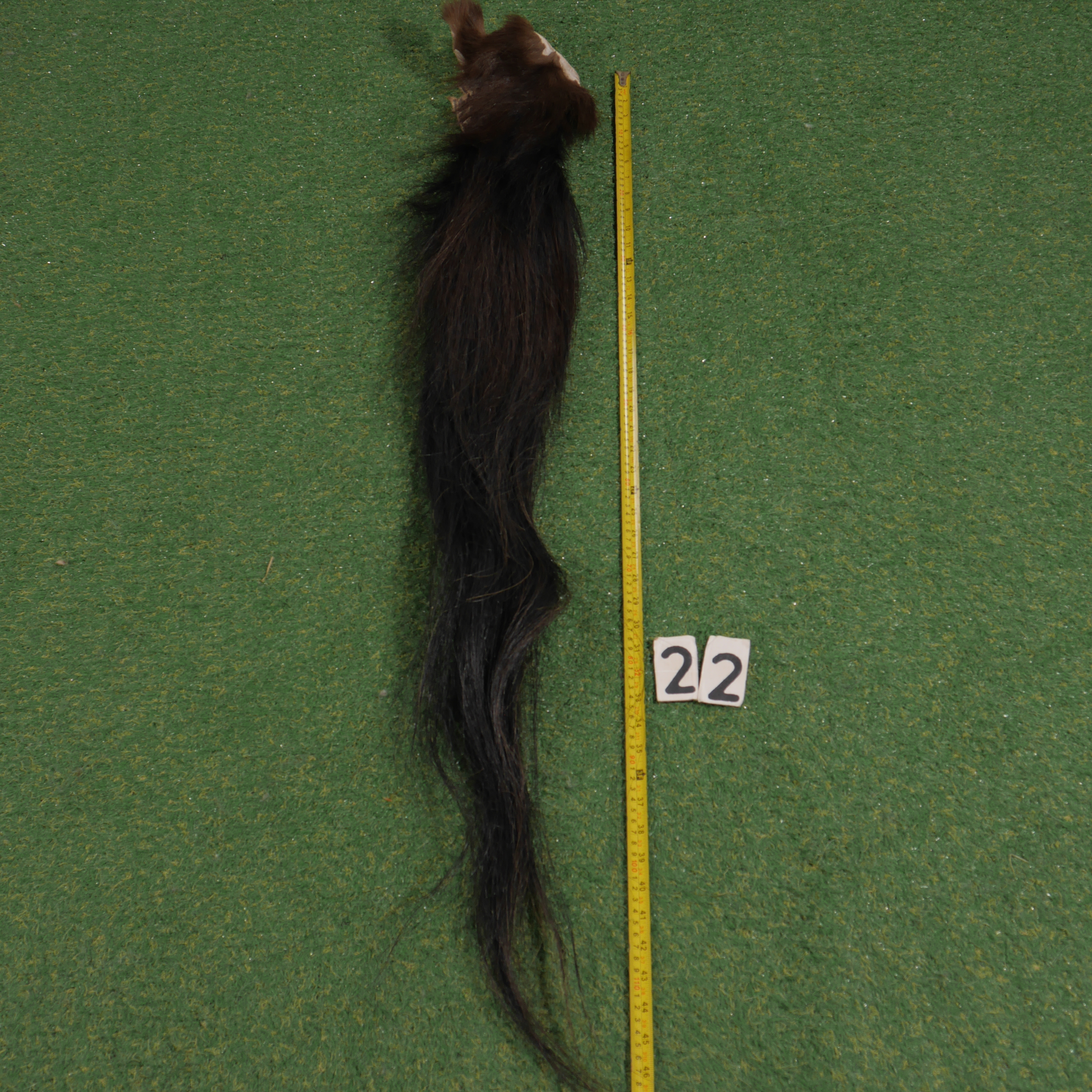 Paardenstaart (110 cm)