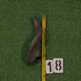 Geitenhoorn (25 cm)