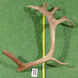 Reindeer antler (70 cm)