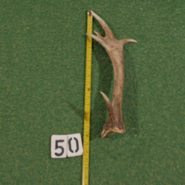 Red deer antler (50 cm)