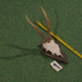Mounted roe deer antlers (35 cm)