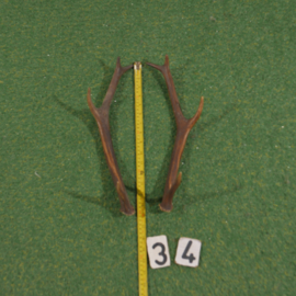 Red deer antlers (40 cm) set
