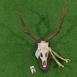 Damhertgewei met schedel (75 x 50 br cm)