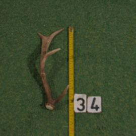 Damhert geweistang (35 cm)