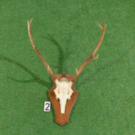 Edelhertgewei met schedel (70 h x 50  br cm)