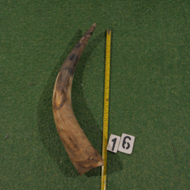 Watusi horn (60 cm) unpolised