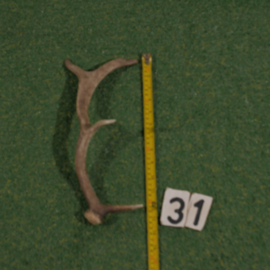 Damhert geweistang (35 cm)