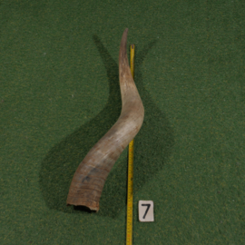 Ruwe hoorn van Watusi ( 75 cm )