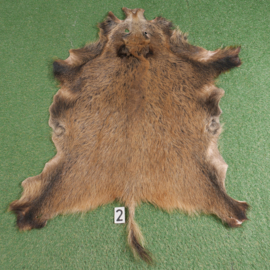 Wild boar skin (135 x 110) incl tail 1.50