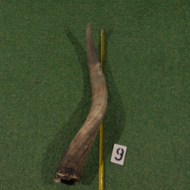 Watusi horn (62 cm) unpolised