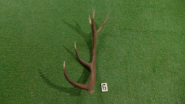 Red deer antler (70 cm)