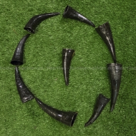 Water buffalo horns (15 - 20 cm)